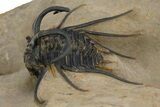 Beautiful, Spiny Dicranurus Trilobite - Excellent Preparation #312740-2